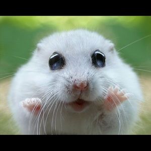 Meet your Posher, Bao